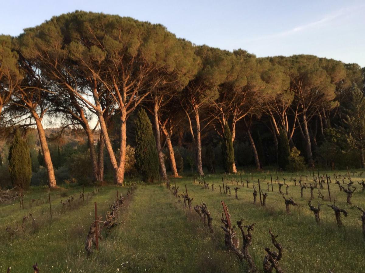 Domaine De Casteuse Appartement Les Vignes Lourmarin Exterior photo